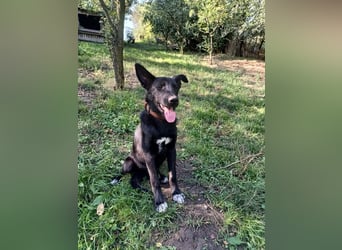 Blacky Tietschutzhund sucht ein Zuhause