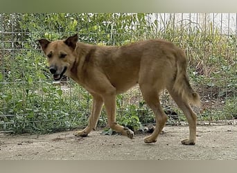 ⭐️FEIVEL⭐️, reizender Knopfaugen-Rüde, 4 Jahre, 46cm, Mischling, Tierschutz