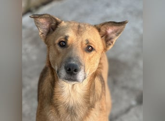 ⭐️FEIVEL⭐️, reizender Knopfaugen-Rüde, 4 Jahre, 46cm, Mischling, Tierschutz