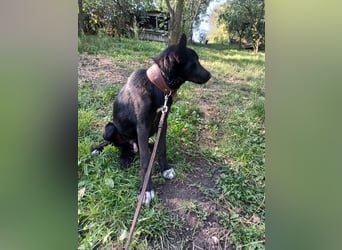 Blacky Tietschutzhund sucht ein Zuhause