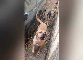 Rocky, lieber Rüde, lebt im Rudel in Rumänien