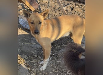 PIRI, sanftmütiger Junghund, Rüde, 2 Jahre, 46 cm, Mischling, Tierschutz