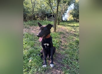 Blacky Tietschutzhund sucht ein Zuhause