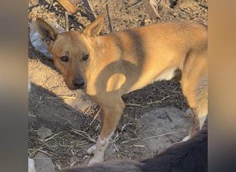 PIRI, sanftmütiger Junghund, Rüde, 2 Jahre, 46 cm, Mischling, Tierschutz