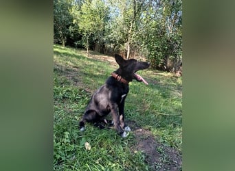 Blacky Tietschutzhund sucht ein Zuhause