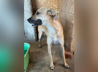 ⭐️PIRA⭐️, sanfte Hündin, 2,5 Jahre, 46 cm, Mischling, Tierschutz