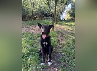 Blacky Tietschutzhund sucht ein Zuhause