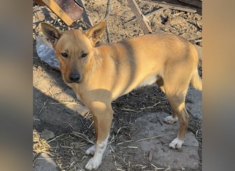 PIRI, sanftmütiger Junghund, Rüde, 2 Jahre, 46 cm, Mischling, Tierschutz