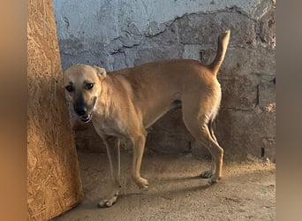 ⭐️PIRA⭐️, sanfte Hündin, 2,5 Jahre, 46 cm, Mischling, Tierschutz