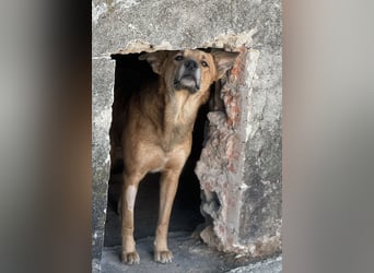 ⭐️FEIVEL⭐️, reizender Knopfaugen-Rüde, 4 Jahre, 46cm, Mischling, Tierschutz