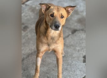 ⭐️FEIVEL⭐️, reizender Knopfaugen-Rüde, 4 Jahre, 46cm, Mischling, Tierschutz