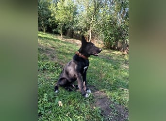 Blacky Tietschutzhund sucht ein Zuhause