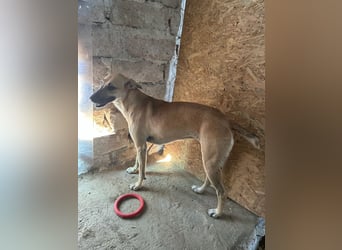 ⭐️PIRA⭐️, sanfte Hündin, 2,5 Jahre, 46 cm, Mischling, Tierschutz