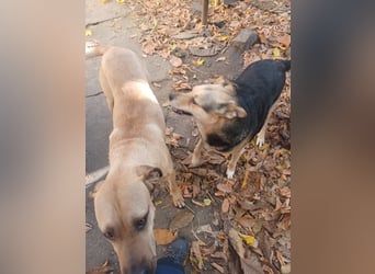 Rocky, lieber Rüde, lebt im Rudel in Rumänien