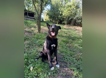 Blacky Tietschutzhund sucht ein Zuhause