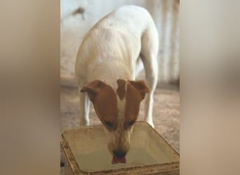 Benschi, geb. ca. 01/2025, lebt auf einer Pflegestelle in 60528 Frankfurt