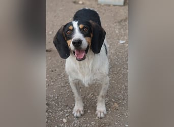 Urmel, geb. ca. 08/2024, lebt auf einer Pflegestelle in 37075 Göttingen