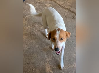 Benschi, geb. ca. 01/2025, lebt auf einer Pflegestelle in 60528 Frankfurt