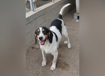 Urmel, geb. ca. 08/2024, lebt auf einer Pflegestelle in 37075 Göttingen