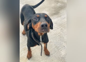 Sigma, geb. ca. 04/2024, lebt auf einer Pflegestelle in 50997 Köln