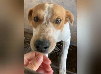 Benschi, geb. ca. 01/2025, lebt auf einer Pflegestelle in 60528 Frankfurt