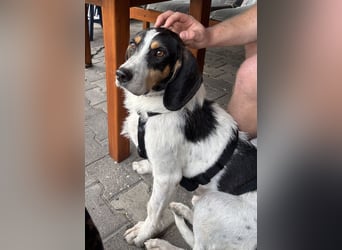 Urmel, geb. ca. 08/2024, lebt auf einer Pflegestelle in 37075 Göttingen