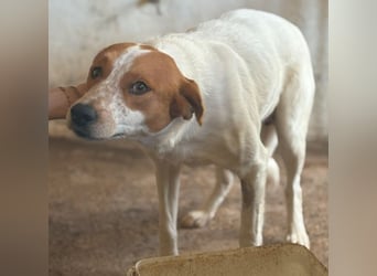 Benschi, geb. ca. 01/2025, lebt auf einer Pflegestelle in 60528 Frankfurt
