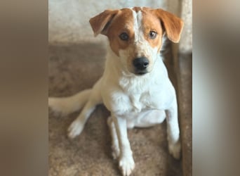 Benschi, geb. ca. 01/2025, lebt auf einer Pflegestelle in 60528 Frankfurt