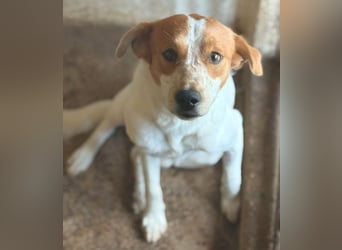 Benschi, geb. ca. 01/2025, lebt auf einer Pflegestelle in 60528 Frankfurt