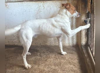 Benschi, geb. ca. 01/2025, lebt auf einer Pflegestelle in 60528 Frankfurt