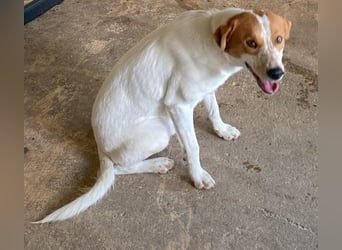 Benschi, geb. ca. 01/2025, lebt auf einer Pflegestelle in 60528 Frankfurt