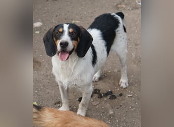 Urmel, geb. ca. 08/2024, lebt auf einer Pflegestelle in 37075 Göttingen