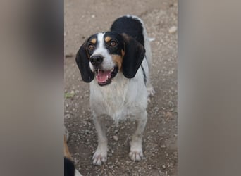 Urmel, geb. ca. 08/2024, lebt auf einer Pflegestelle in 37075 Göttingen