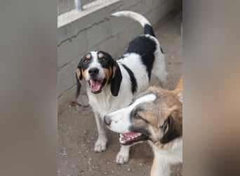 Urmel, geb. ca. 08/2024, lebt auf einer Pflegestelle in 37075 Göttingen