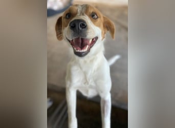 Benschi, geb. ca. 01/2025, lebt auf einer Pflegestelle in 60528 Frankfurt