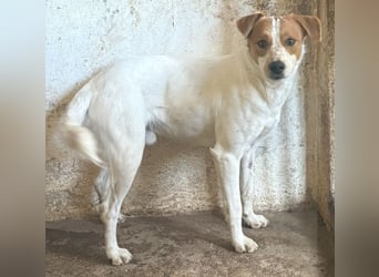 Benschi, geb. ca. 01/2025, lebt auf einer Pflegestelle in 60528 Frankfurt