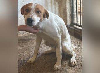 Benschi, geb. ca. 01/2025, lebt auf einer Pflegestelle in 60528 Frankfurt