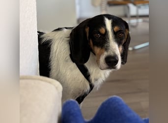 Urmel, geb. ca. 08/2024, lebt auf einer Pflegestelle in 37075 Göttingen