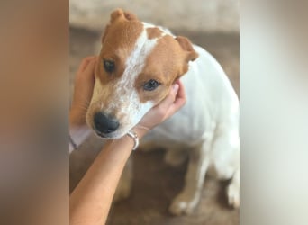 Benschi, geb. ca. 01/2025, lebt auf einer Pflegestelle in 60528 Frankfurt