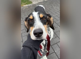 Urmel, geb. ca. 08/2024, lebt auf einer Pflegestelle in 37075 Göttingen