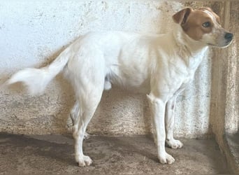 Benschi, geb. ca. 01/2025, lebt auf einer Pflegestelle in 60528 Frankfurt