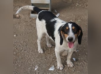Urmel, geb. ca. 08/2024, lebt auf einer Pflegestelle in 37075 Göttingen