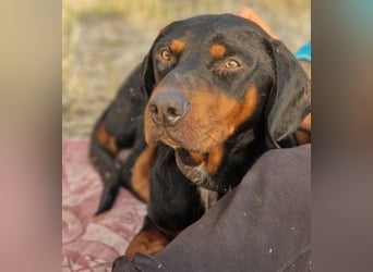 Sigma, geb. ca. 04/2024, lebt auf einer Pflegestelle in 50997 Köln