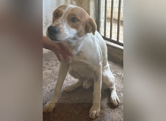 Benschi, geb. ca. 01/2025, lebt auf einer Pflegestelle in 60528 Frankfurt