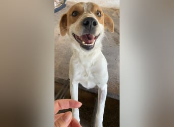 Benschi, geb. ca. 01/2025, lebt auf einer Pflegestelle in 60528 Frankfurt