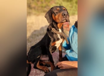 Sigma, geb. ca. 04/2024, lebt auf einer Pflegestelle in 50997 Köln