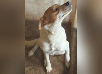 Benschi, geb. ca. 01/2025, lebt auf einer Pflegestelle in 60528 Frankfurt