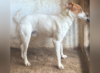 Benschi, geb. ca. 01/2025, lebt auf einer Pflegestelle in 60528 Frankfurt