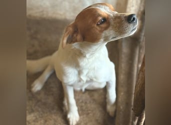 Benschi, geb. ca. 01/2025, lebt auf einer Pflegestelle in 60528 Frankfurt