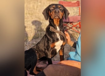 Sigma, geb. ca. 04/2024, lebt auf einer Pflegestelle in 50997 Köln